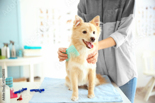 Cute dog Spitz at groomer s...