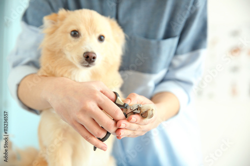 Fototapeta Naklejka Na Ścianę i Meble -  Cute dog Spitz at groomer salon