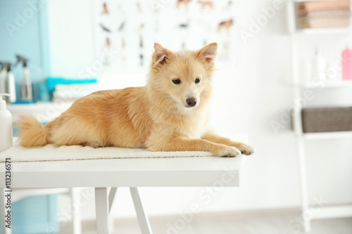 Cute dog Spitz at groomer s...
