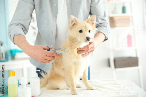 Cute dog Spitz at groomer s...