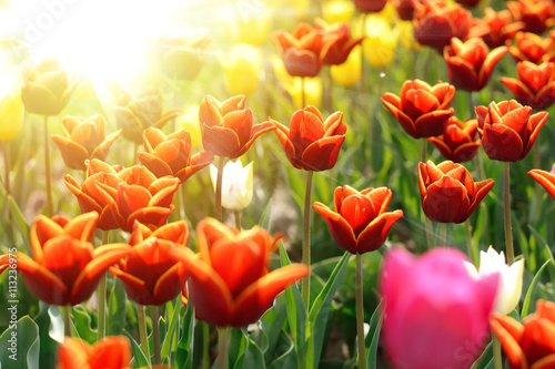 Tulip. Beautiful bouquet of tulips. colorful tulips. tulips in spring,colourful tulip
