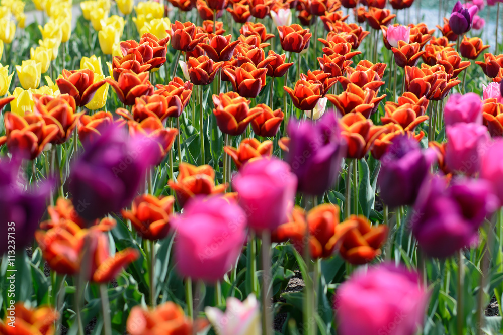 Tulip. Beautiful bouquet of tulips. colorful tulips. tulips in spring,colourful tulip