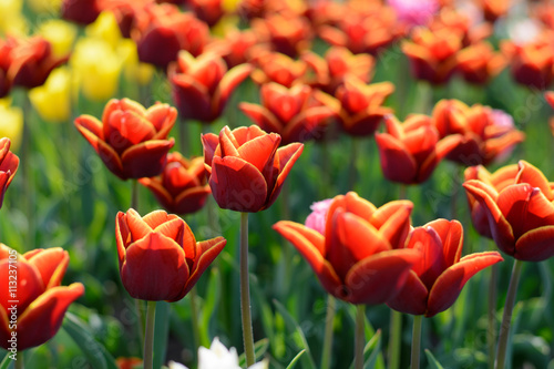 Tulip. Beautiful bouquet of tulips. colorful tulips. tulips in spring colourful tulip