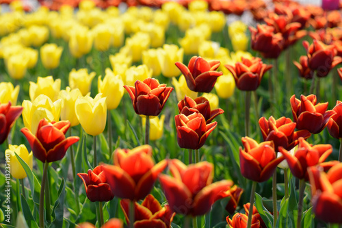 Tulip. Beautiful bouquet of tulips. colorful tulips. tulips in spring,colourful tulip