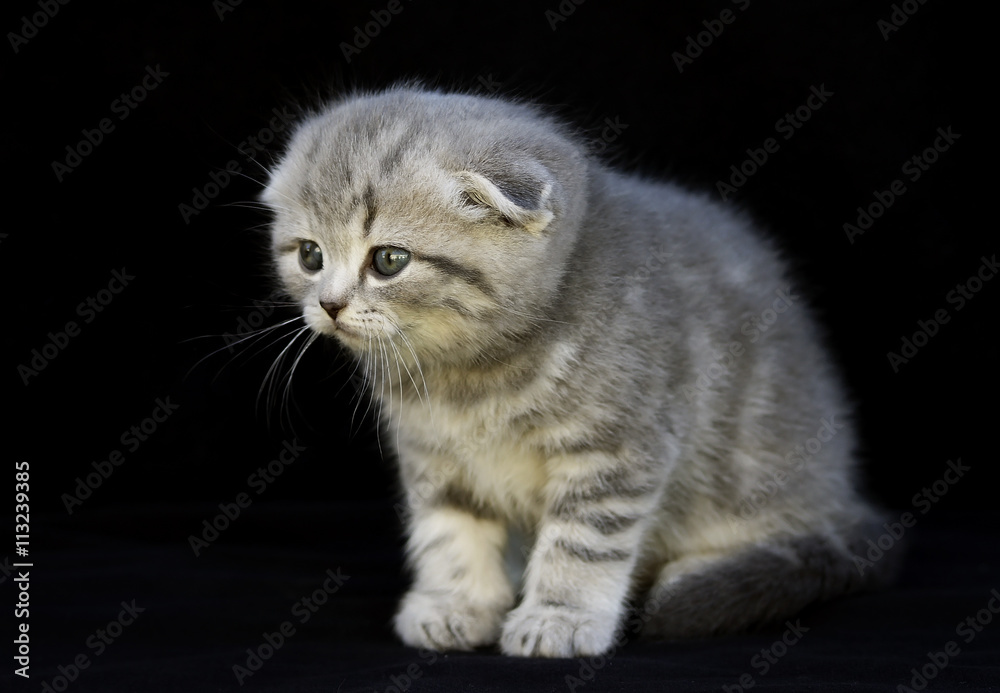Obraz premium Красивый котенок на темном фоне