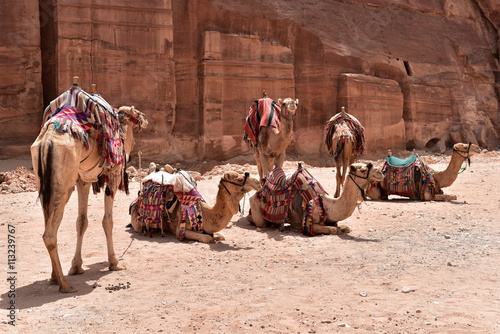 Camels are waiting for the tourists in Petra, Jordan © akturer