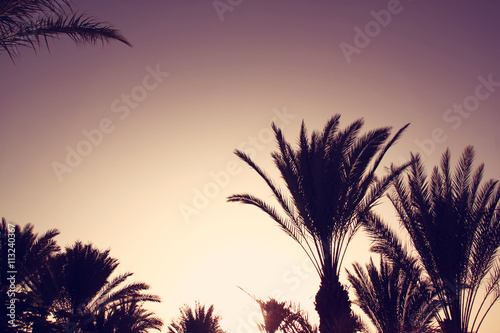 Palm trees against sky. summer  vacation and tropical concept
