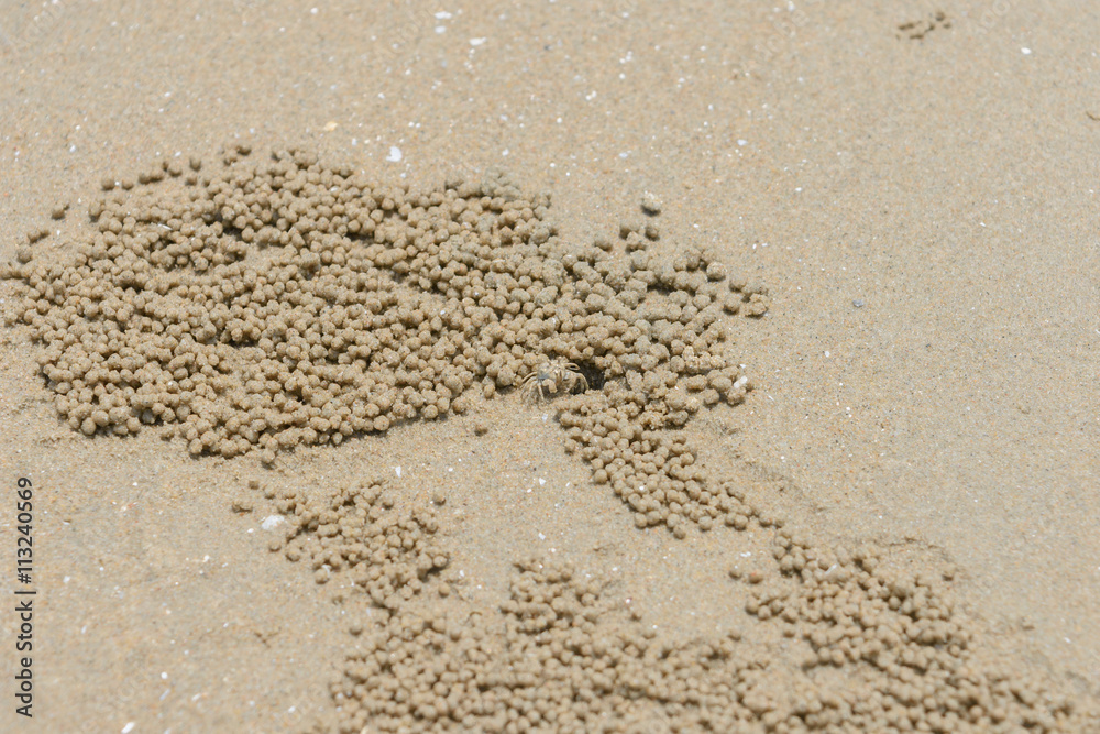 sand bubble crab sand bubble crab