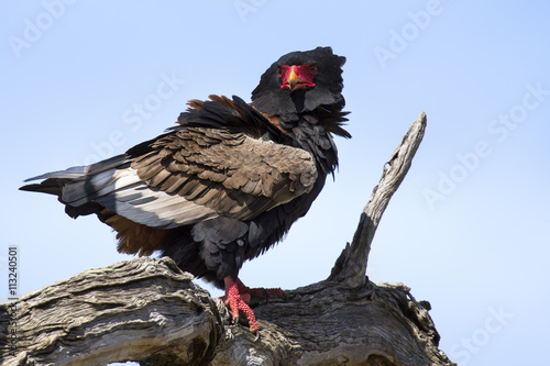 Mature bateleur sit in a tree with blue sky