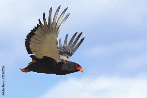 Mature bateleur take off from a tree in blue sky