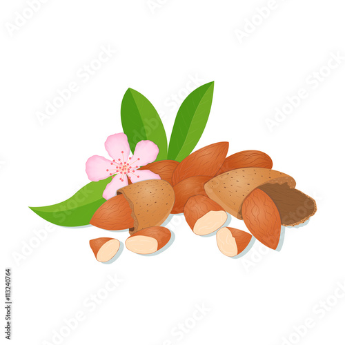 Vector illustration of a handful of Almonds. Almond in a shell, shelled half, crushed walnut leaves. Appetizing, delicious almond image element for design packing food products, healthy eating