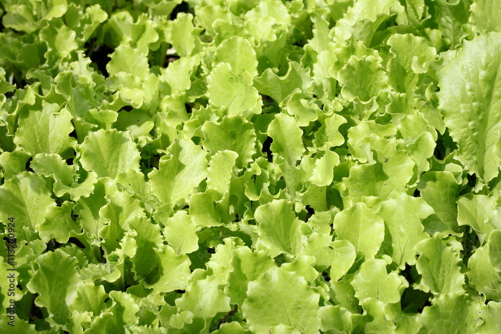 Leaves of green salad in garden, natural green background Leaves of green salad in garden, natural green background