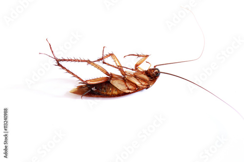 Dead roach carcasses. © Winyou