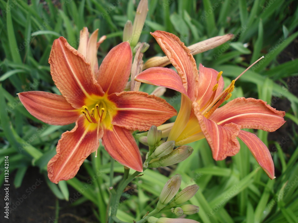 Orange lilium buds and flowers, orange day lily Orange lilium buds and flowers, orange day lily