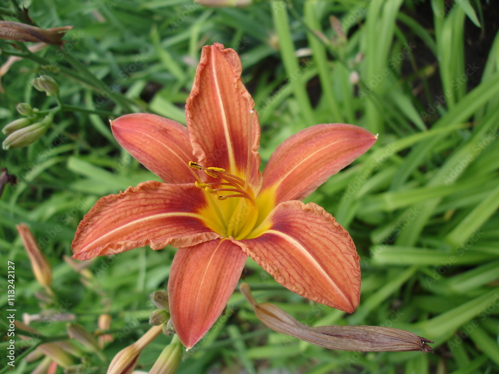 Orange lilium flower, orange day lily Orange lilium flower, orange day lily