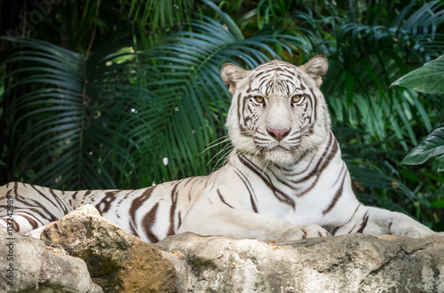 Fototapeta Naklejka Na Ścianę i Meble -  White bengal tiger