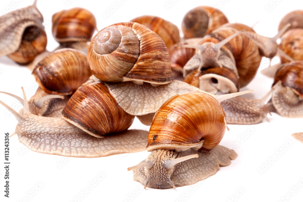 some snails crawling on a white background closeup