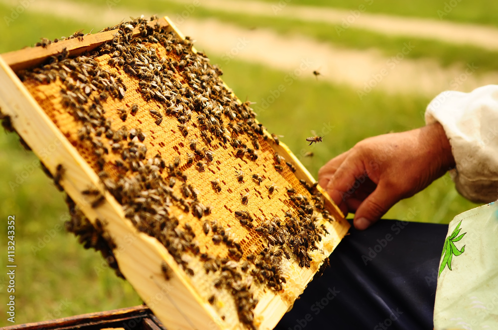Beekeeper holding frame of honeycomb with bees Beekeeper holding frame of honeycomb with bees