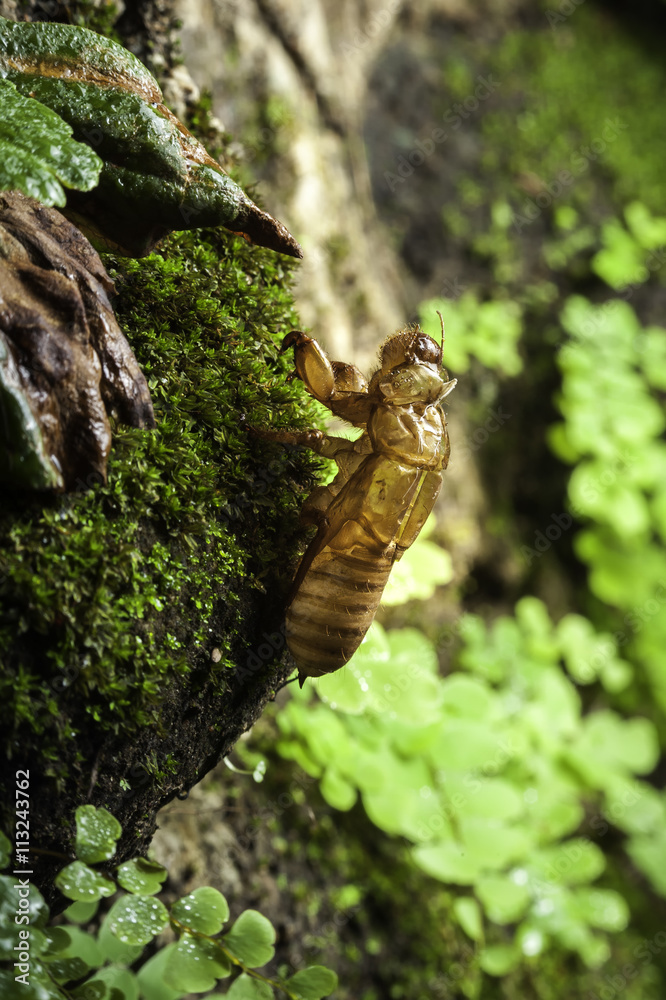 Husk of cicada on nature background Husk of cicada on nature background