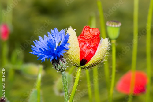 Fototapeta Naklejka Na Ścianę i Meble -  Kornblume und Mohnblume