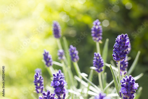 Fototapeta Naklejka Na Ścianę i Meble -  lavender flowers