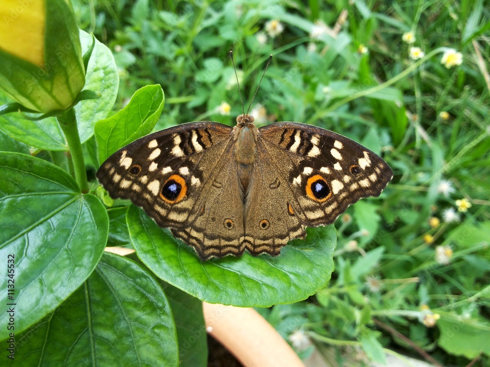 The pattern similar to the eyes on the wings the butterfly,The Lemon Pansy Butterfly ,Junonia lemonias
The pattern similar to the eyes on the wings the butterfly,The Lemon Pansy Butterfly ,Junonia lemonias