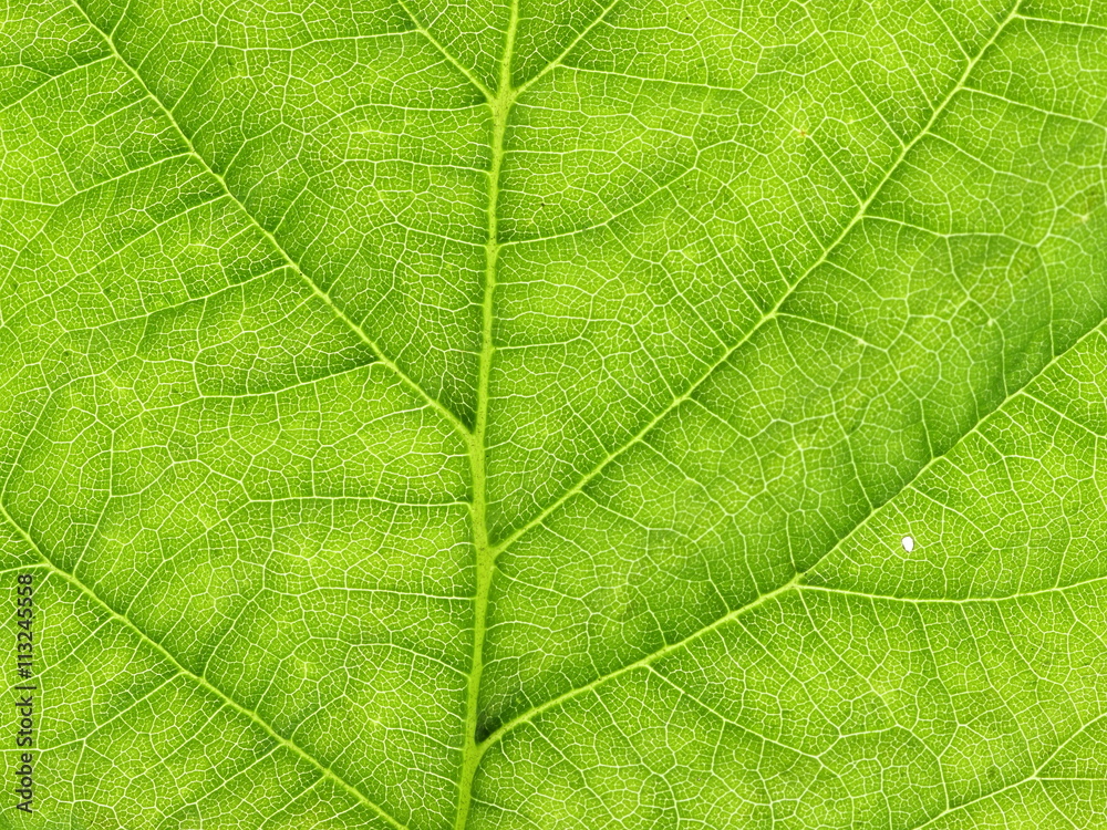 Obraz premium Green leaves close-up