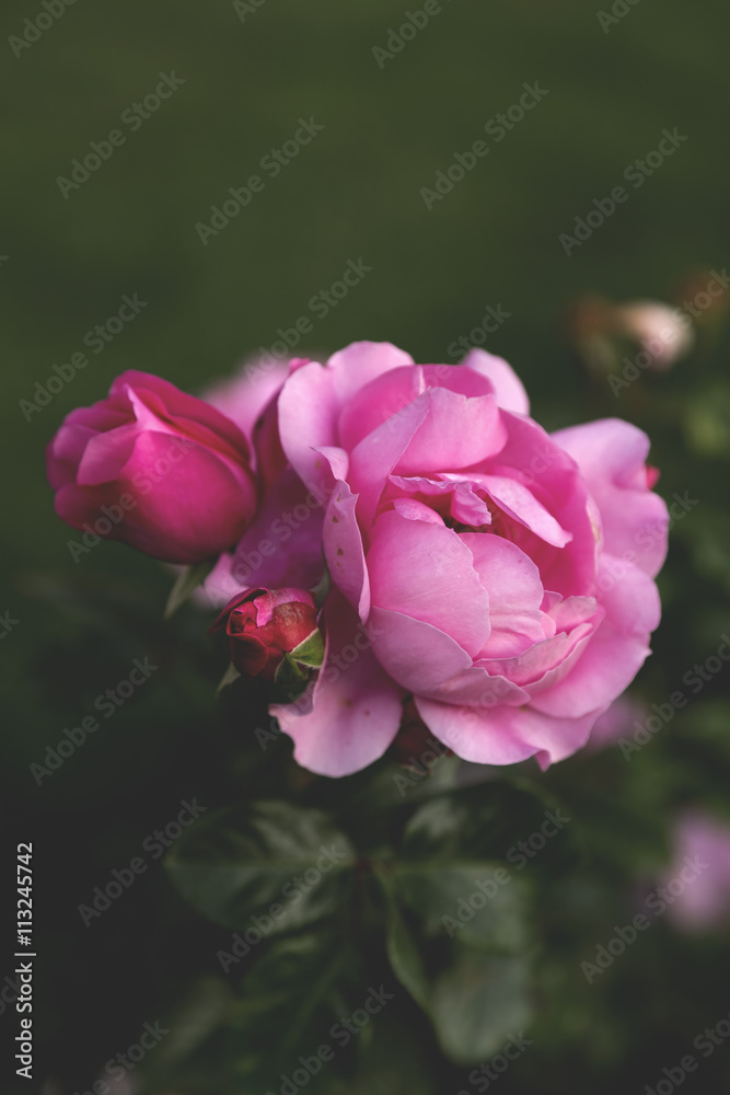 Beautiful rose blossoms close up