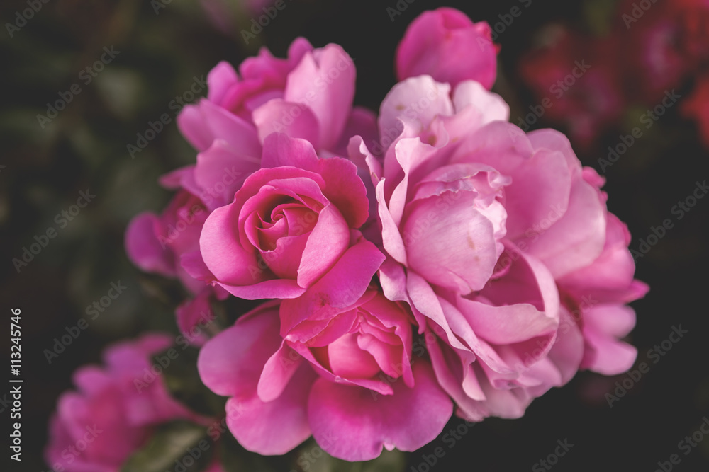 Beautiful rose blossoms close up
