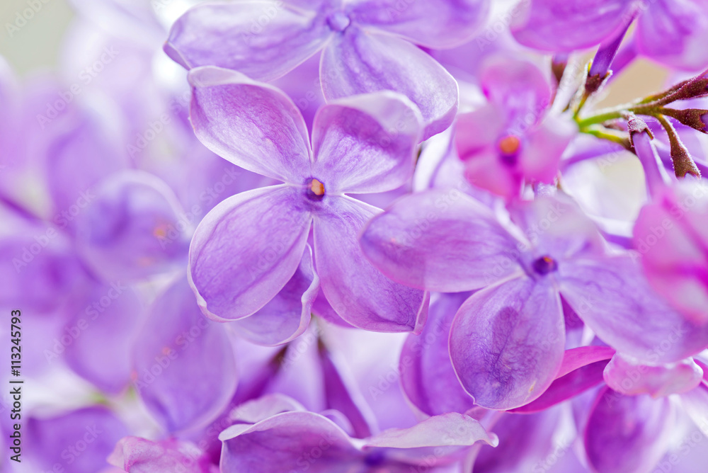 Macro shot of lilac Macro shot of lilac
