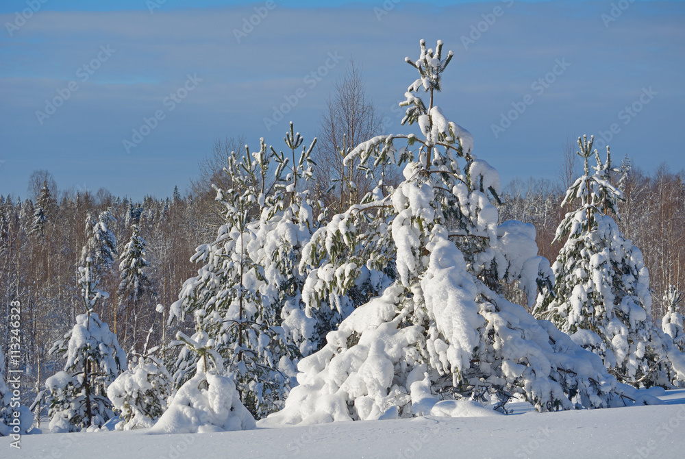 Snow covered pine trees in winter 