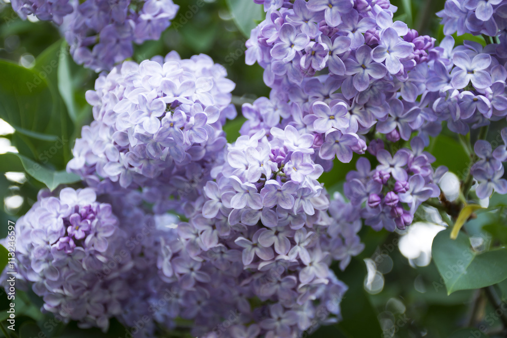 Lilac flowers delicate blossoms closeup. Spring mood with views of blooming lilacs. Lilac flowers delicate blossoms closeup. Spring mood with views of blooming lilacs.