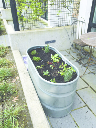 Young Container Garden