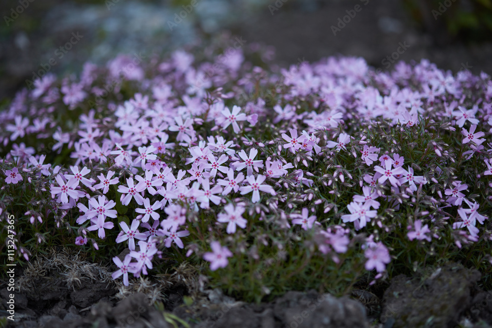 Fototapeta premium A flower bed with violet flowers Dianthus