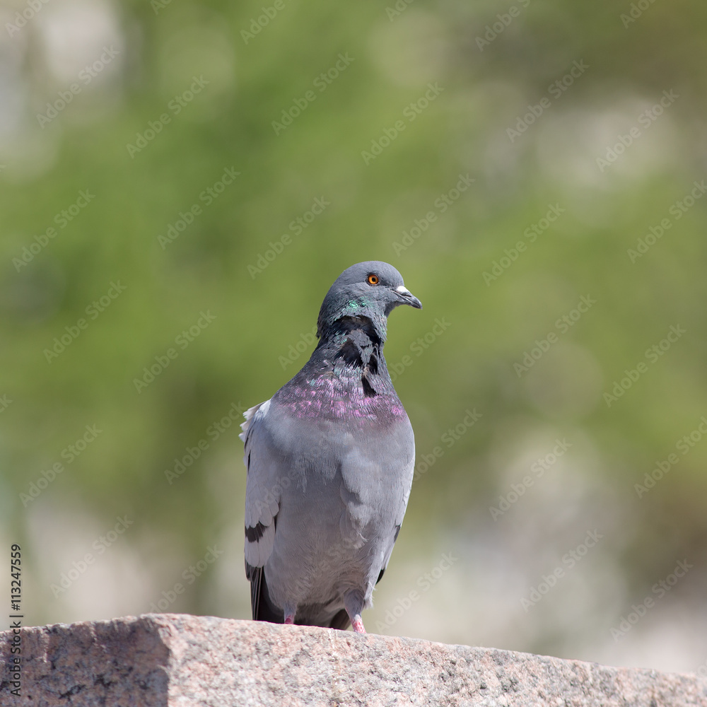 Fototapeta premium portrait of pigeon