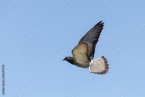 portrait of a dove in flight © Maslov Dmitry