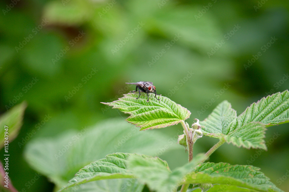 Flesh fly Flesh fly