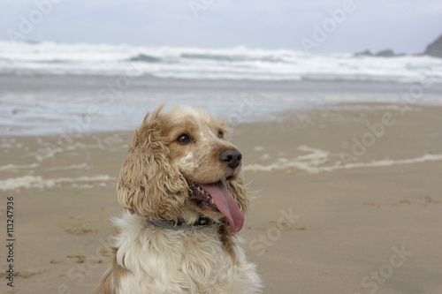 Dog posing on the beach © pinonepantone