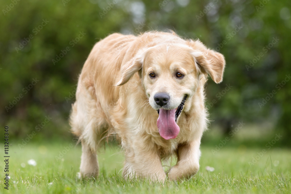 Golden Retriever dog outdoors in nature