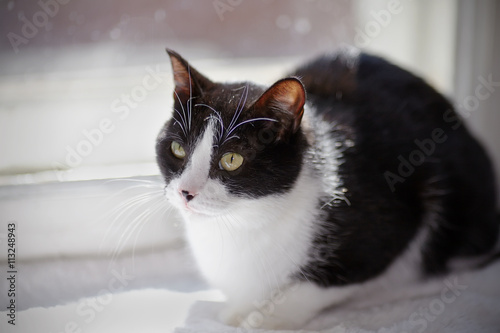 Cat of a black-and-white color sits at a window