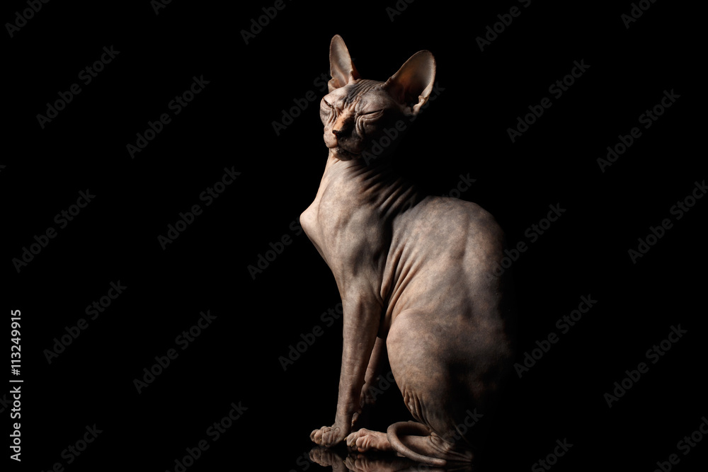 Weird Sphynx Cat Sitting Curious squints Isolated on Black Background, side view