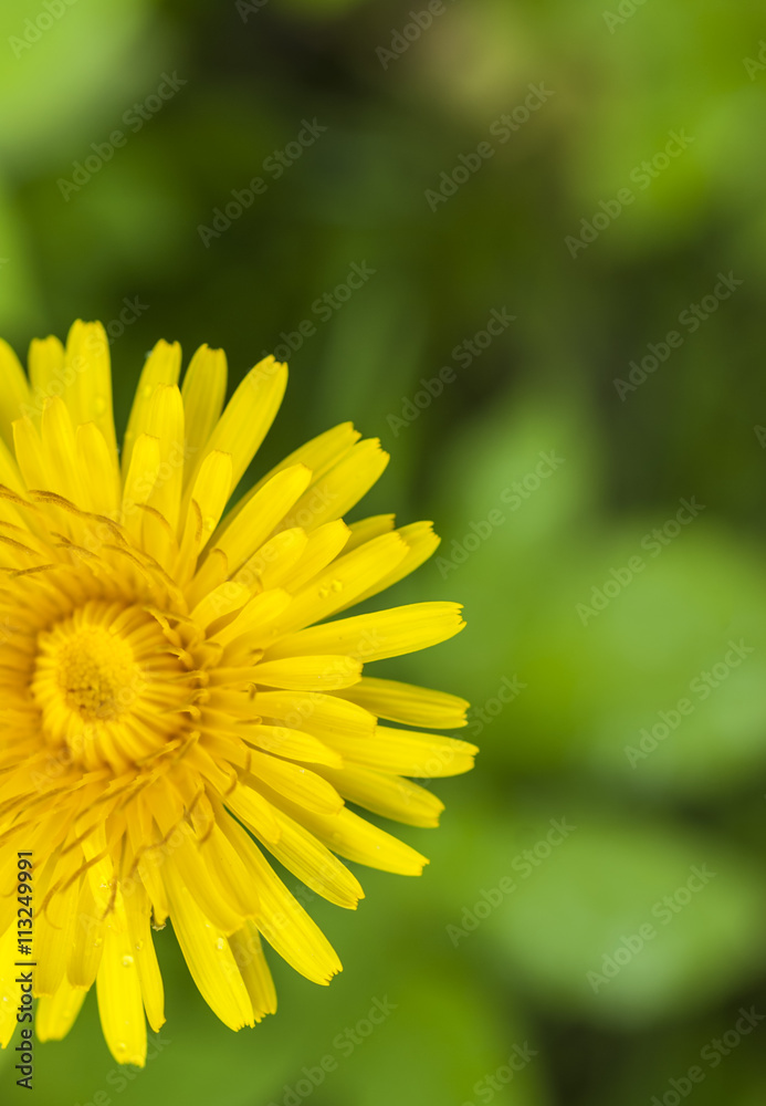 Obraz premium blooming dandelion blurred background