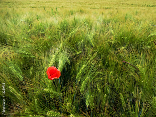 Mohn im Feld