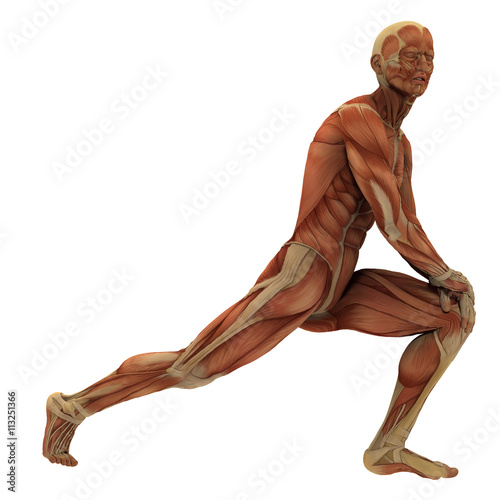 Fotografie, Obraz Human male form showing muscle forms (no skin).
