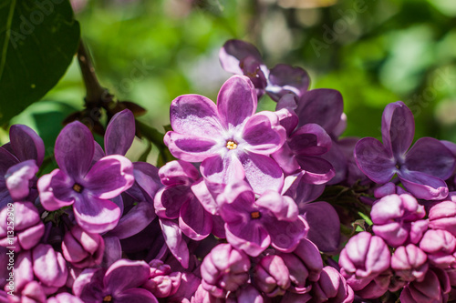 branch with spring lilac flowers