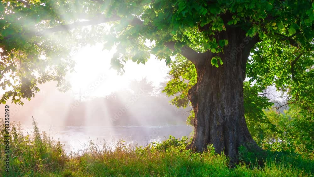 A beautiful tree with green life foliage basking in radiant sunlight
