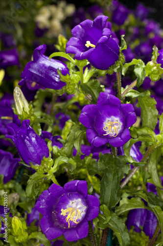 Closeup of a Champion Blue Canterbury Bells  Campanula medium  flower in a garden