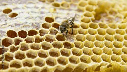 a bee on a honeycomb © AnastasiiaGrygorieva