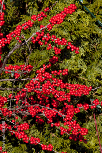 Closeup of a red berries and evergreen tree in a garden