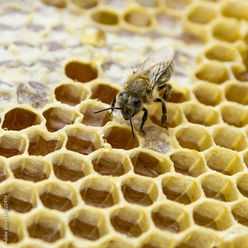 a bee on a honeycomb